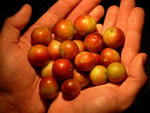 camu camu, contenu en vitamine C...