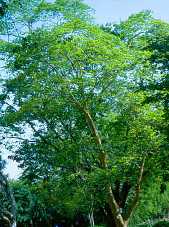 arbol de copaiba