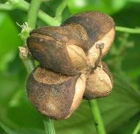 Fruit de Sacha Inchi 