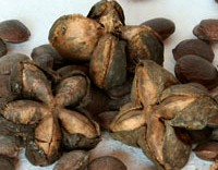 Les graines de Sacha Inchi sont riches dans des nutriments et acides gras essentiels, beaucoup plus que les plantes oélagineuses déjà connues. 