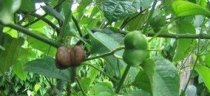 Plante de Sacha Inchi 