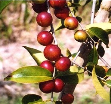 Camu Camu Plant 