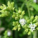 stevia flor