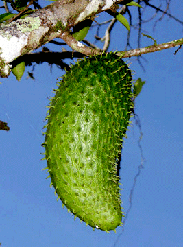Graviola Plant