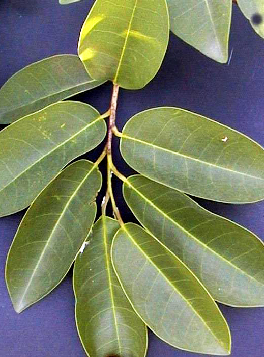 Las hojas de Graviola poseen acetogeninas. La Graviola es es un árbol pequeño (entre 8 y 10cm.) que crece cultivado en casi toda América Tropical (Centro y Sur). Sus frutos tiene un tamaño entre 15 a 20cm. y se industrializan para la preparación de jugos, néctares, mermeladas, etc.