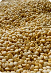 Quinua: Fuente vegetal de proteínas