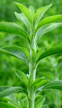 Stevia: Edulcorante contra la diabetes Stevia: Edulcorante contra la diabetes