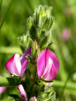 La Uña de Gato: Planta Originara del Perú La uña de gato es una plata originaria del Perú. Una liana de la familia de las rubiáceas.