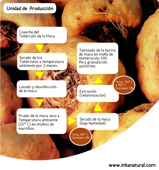Proceso de Maca Gelatinizada: Unidad de Producción