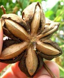 Sacha Inchi: Fruto Sacha Inchi: Fruto