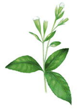 stevia planta