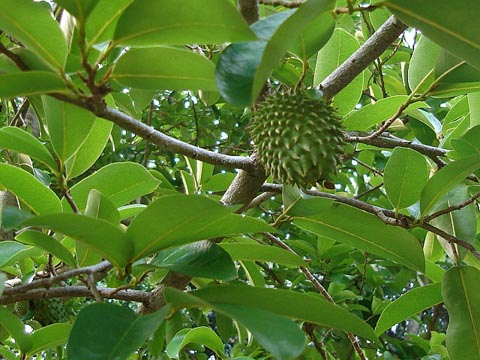 GRAVIOLA