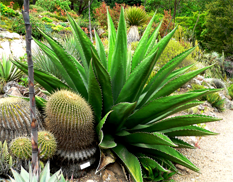 Agave-blog Agave: Propiedades y Usos tradicionales