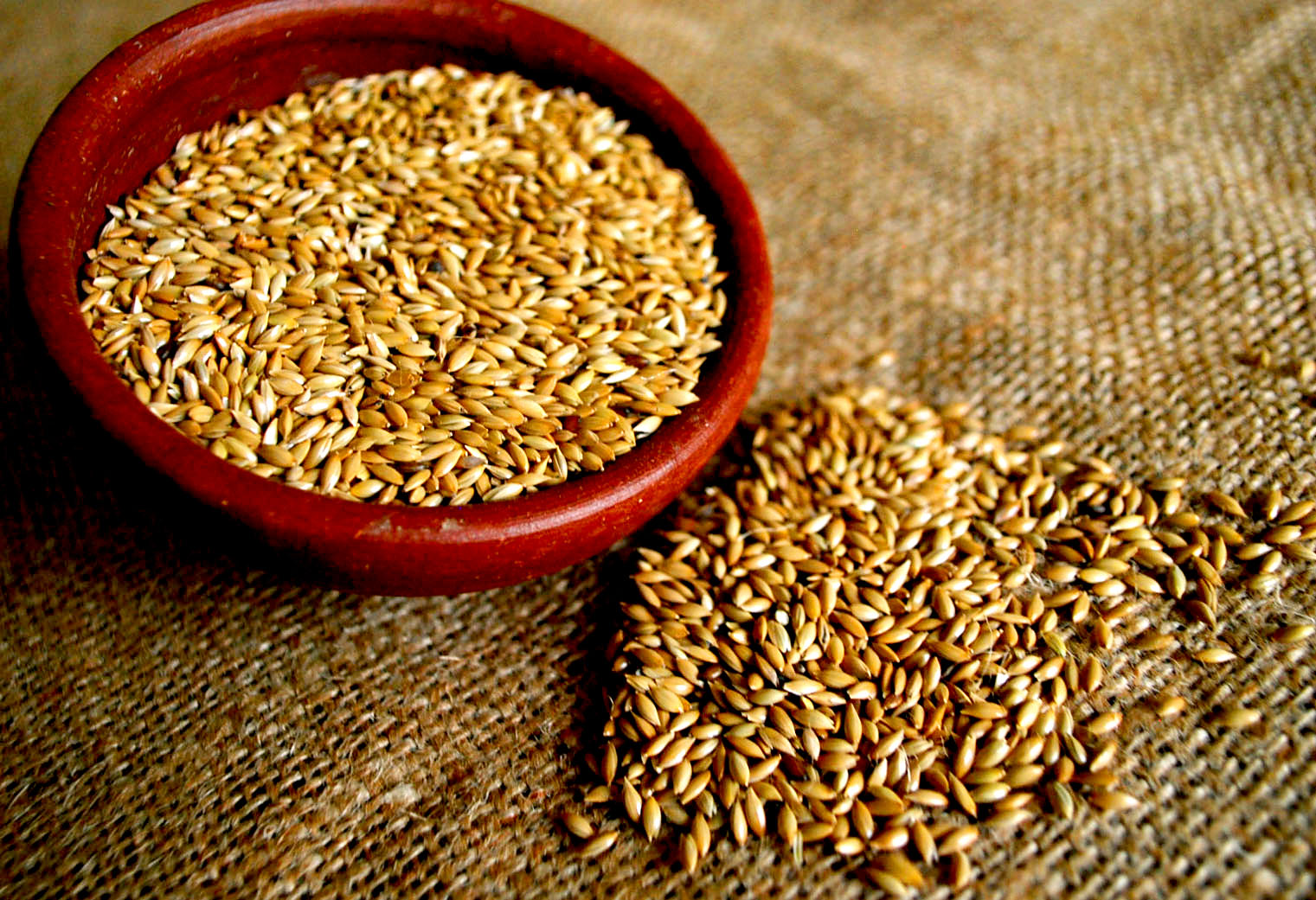 Canary seed powder: benefits and contraindications