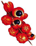 Amazon Guarana: Stimulating properties and Contradictions