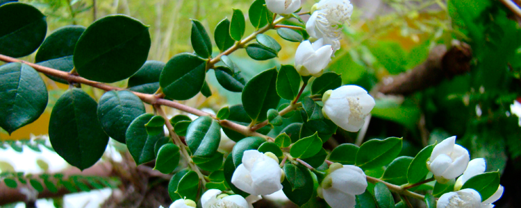 Aceite de Arrayn: Propiedades