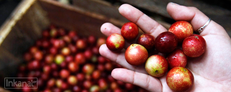 Camu Camu Amaznico: Alto contenido de vitamina C, cido ascrbico