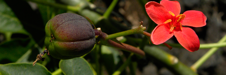 Planta de Huanarpo macho