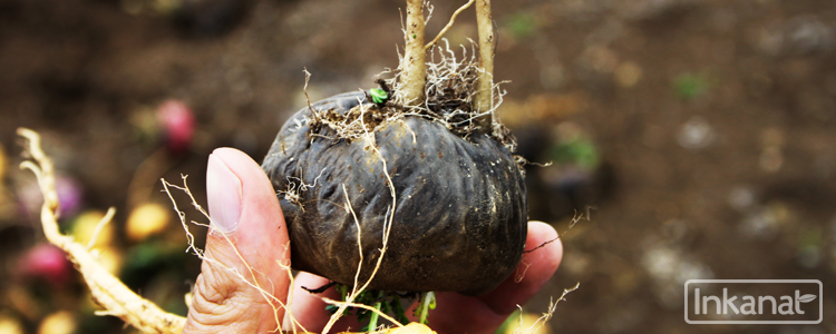 Maca Negra:  Contra Infertilidad, Stress y Propiedades