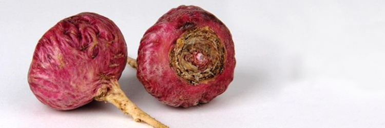 Maca Roja: Prstata, Renegeneracin sea, Propiedades y Contraindicaciones