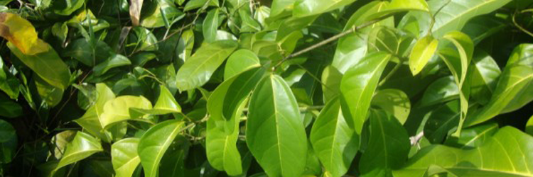 Ajo Sacha: Planta Amaznica con larga tradicin medicinal. 