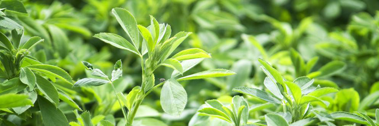 Alfalfa: Gran Fuente de Nutrientes, Vitaminas y Minerales. 