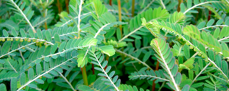 chancapiedra planta