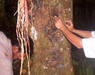 Copal