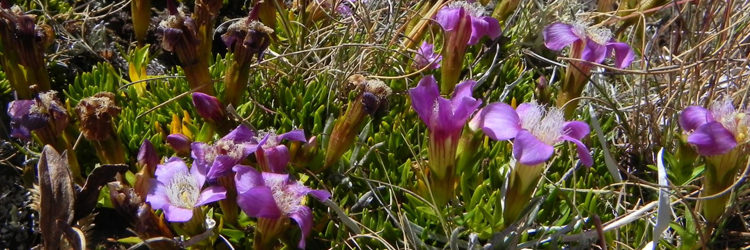Hercampuri Andino: ayuda natural para adelgazar, contraindicaciones.