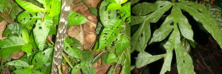 Jergn Sacha: Planta de muchas propiedades