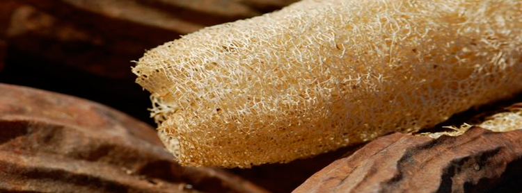 Manopla Exfoliante de Luffa Ovalada para Baño