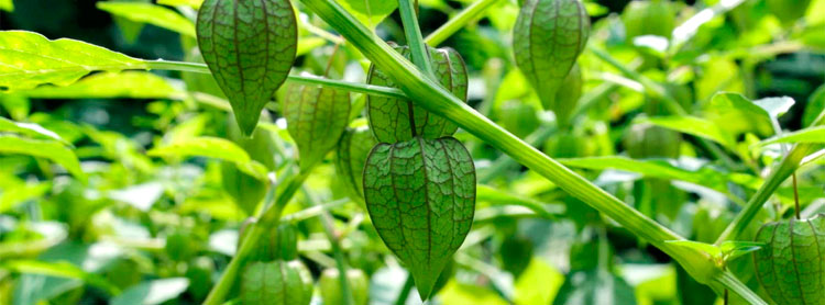 Beneficios de la Bolsa Mullaca