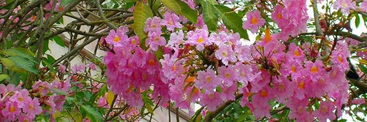 PALO DE ROSA: Oro verde de la selva
