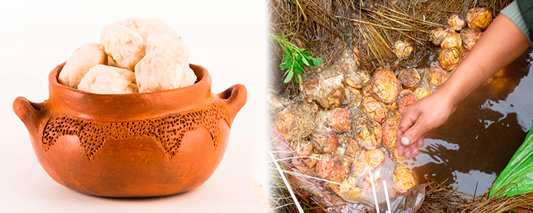 Tocosh Andino: Uso tradicional como penicilina natural