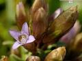 HERCAMPURI, BRLEUR DE GRAISSE NATUREL