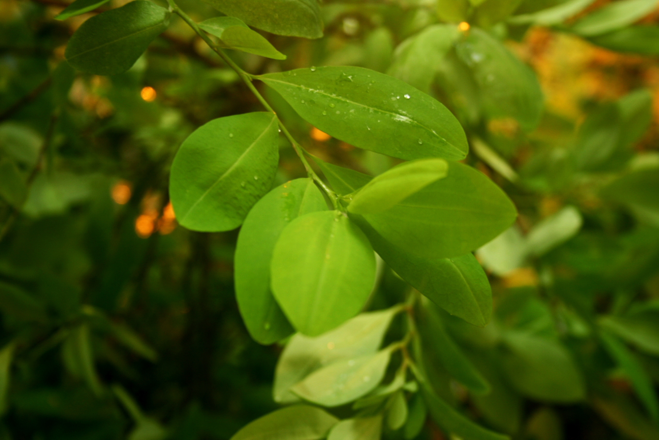 Feuilles de Coca: Aliment fonctionnel millnaire