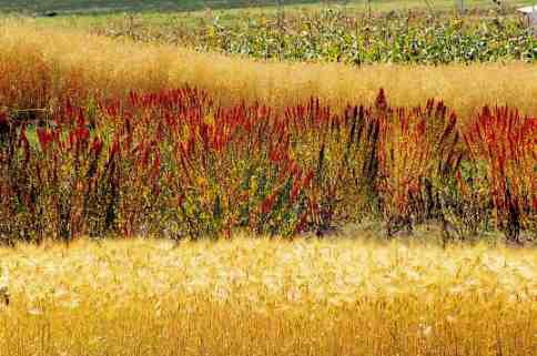 Quinoa: Currently this grain is grown in many parts of Latin Amerca from Peru, Bolivia, Chile, Colombia and Argentina. 
