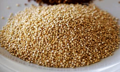 Los granos de quinua se tuestan y con ellos se produce harina. Pueden ser cocidos añadidos a las sopas, usados como cereales, pastas e inclusive se le fermenta para obtener cerveza o "chicha", la cual es considerada la bebida de los incas.