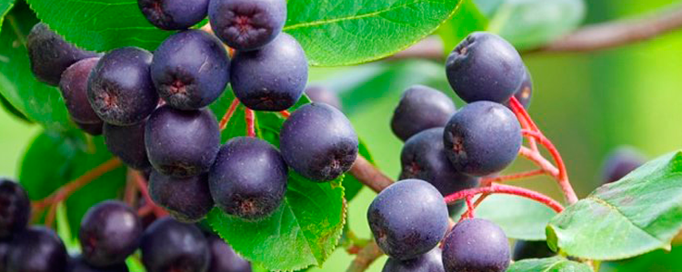 Acai berry planta