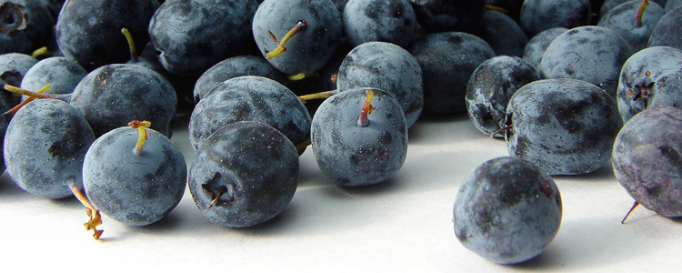 Fruto de acai berru amazónico