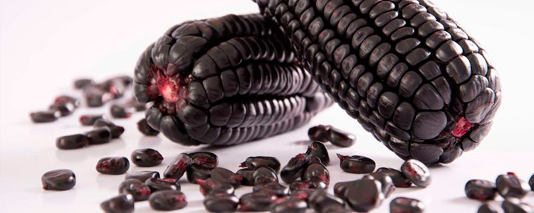 Andean Purple Corn: High content of Anthocyanin
