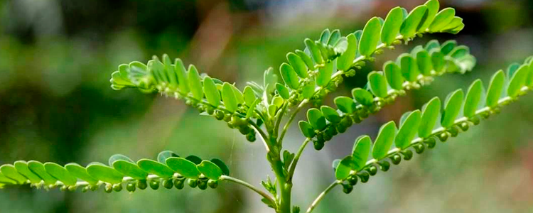 Andean Chancapiedra: Against Kidney Stones and Properties