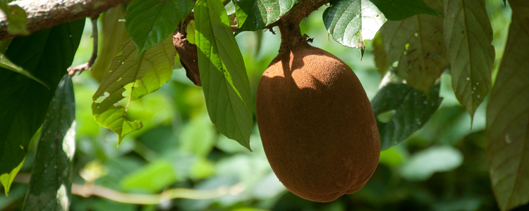Copoazú: Super Fruta Amazónica de extraordinarias propiedades cosméticas y nutricionales.